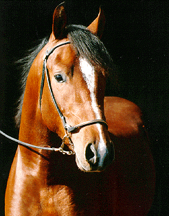 MORAB